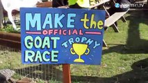 A Londres, on organise des courses....de chèvres !