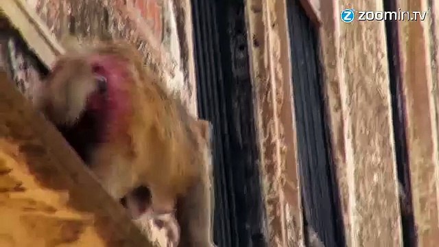 Inde : des singes friands de fibre optique