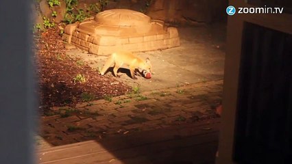 Deux renardeaux pris pour des cambrioleurs !