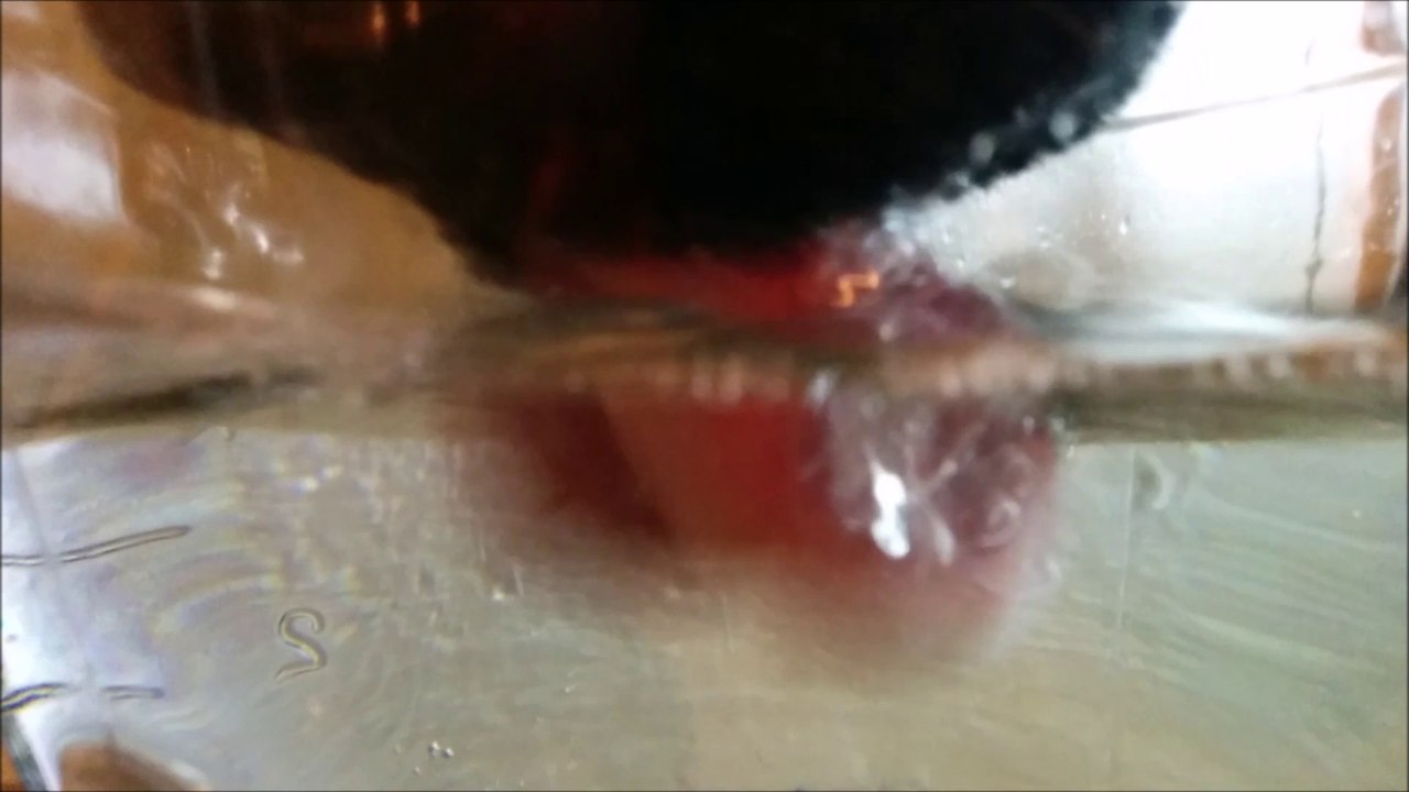 Un chien qui boit !  A dog who drinks!