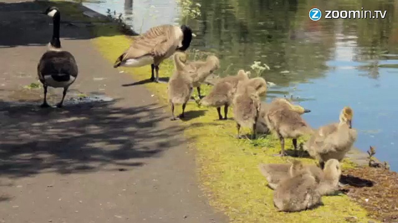 Des voies pour canards, ça vous en bouche un coin