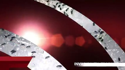 Essonne : invasion de coléoptères à Saint-Maurice-Montcouronne