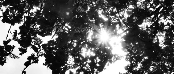 The Whispering Sea - Summers