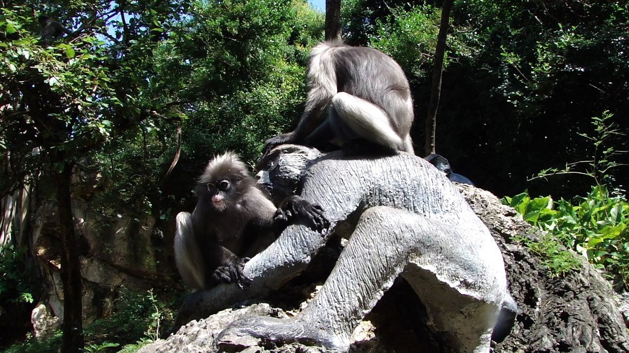 Les singes langur à lunettes