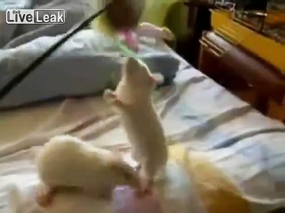 **SUPER TURTLE VS RATS**