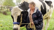 Meet Blosom the tallest cow ever - Guinness World Records