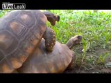 Tortoise Mating - Hilarious!