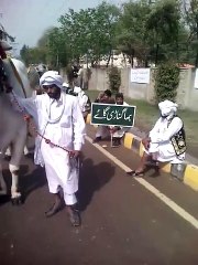 ماشا الله اس بیل کی ہائٹ چیک کریں