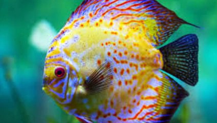 Top 10 most  expensive fish in the  world