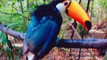 Passeio Parque das Aves em Foz do Iguaçu Make Tour