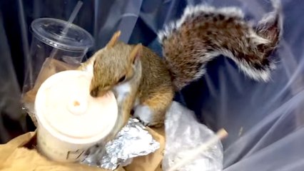 Is MILKSHAKE SQUIRREL The New PIZZA RAT? | What's Trending Now