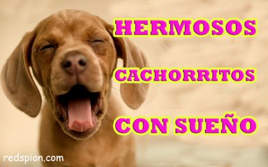 Tiernos Cachorritos que tienen Sueño - Red Spion