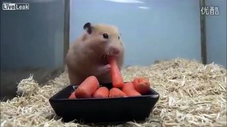 Hamster stores 5 Carrots....