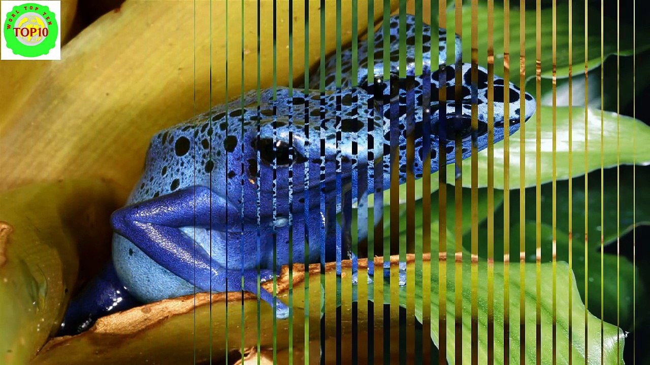 World Top 10 Weirdest Frogs