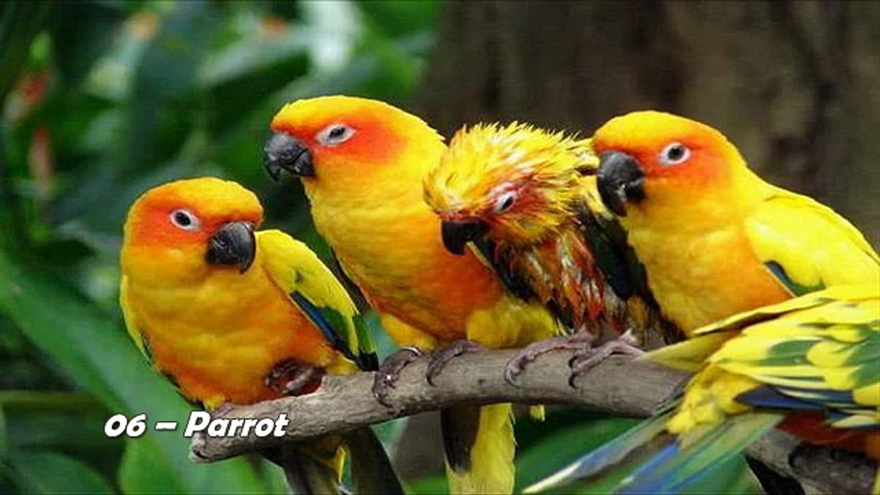 World Top 10 Most Intelligent Animals