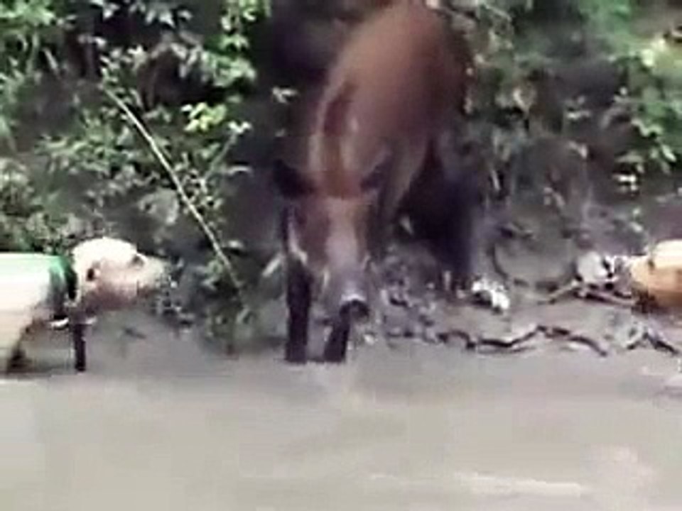 dogs hunting close view