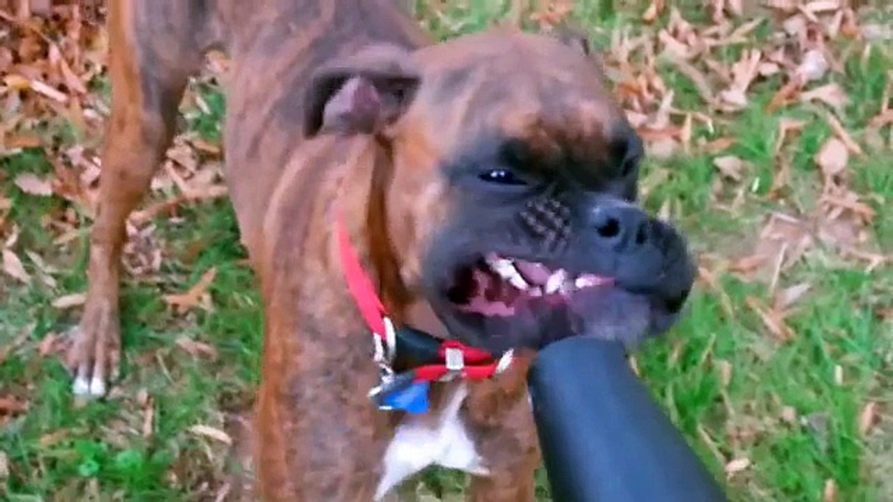 Dogs and Leaf Blowers in Slow Motion