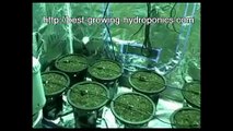 Hydroponics Grow Tents | Grow Crops With Indoor Gardens