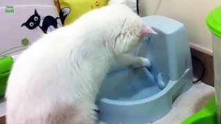 Funny Cats Love Water Compilation 2013 [HD]