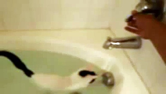 Кот который любит воду!