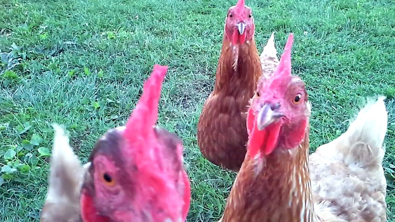 chicken sunset