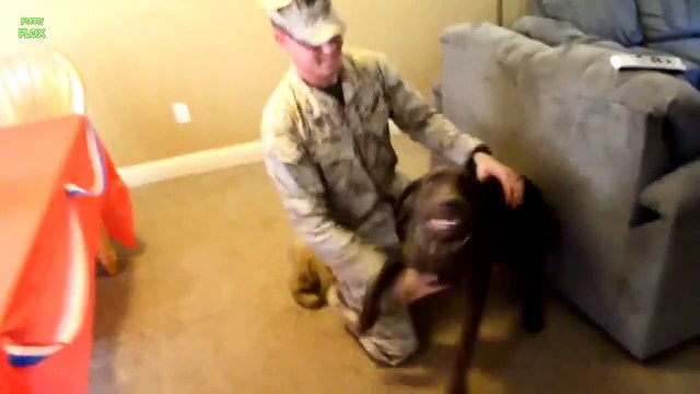 Dogs Welcoming Soldiers Home Compilation 2013 [NEW HD]