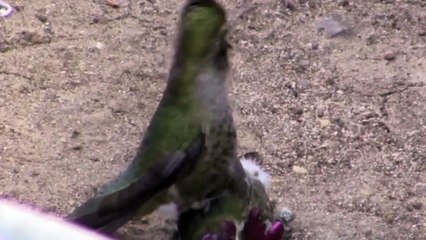 LiveLeak.com - The Psycho Hummingbird