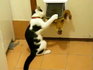 Кот не пропускает в дом пса!