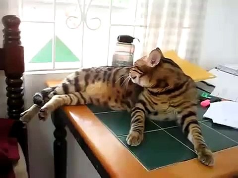 Кот разговаривает с птицей!