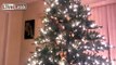 LiveLeak.com - Cat climbs up the christmas tree