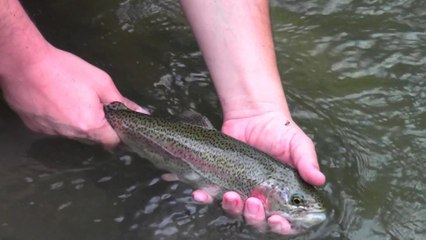 Morning Fly Fishing for Trout