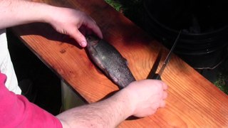 How to clean and filet a trout