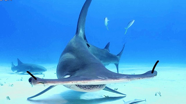 Kayaker Fends Off Crazed Hammerhead Shark