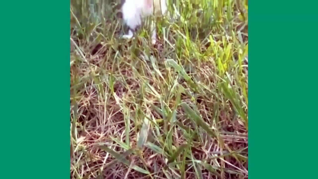 Best Cat Vines - The Best Cat Vine Compilation (25 MINUTES)