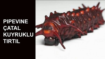 Dünyanın En Tuhaf 20 Böceği