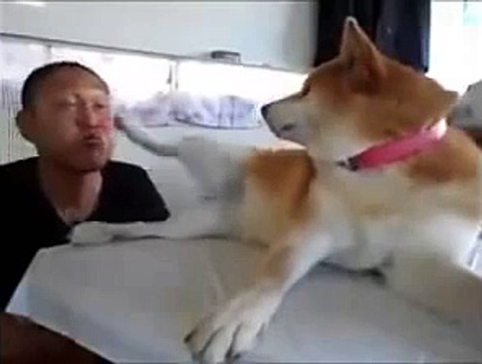 Funny dogs video