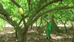 Cacau: proteção para florestas e renda para produtores