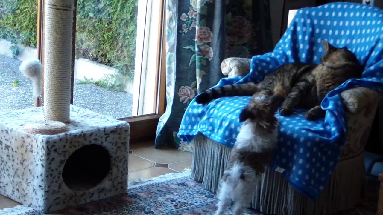 Candy et la queue de Sylvestre