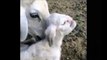 Lamb With Human-Like Face, Nose and Mouth Born In Russia - wiglieys