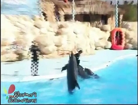 Swimming with dolphins Sharmers Excursions