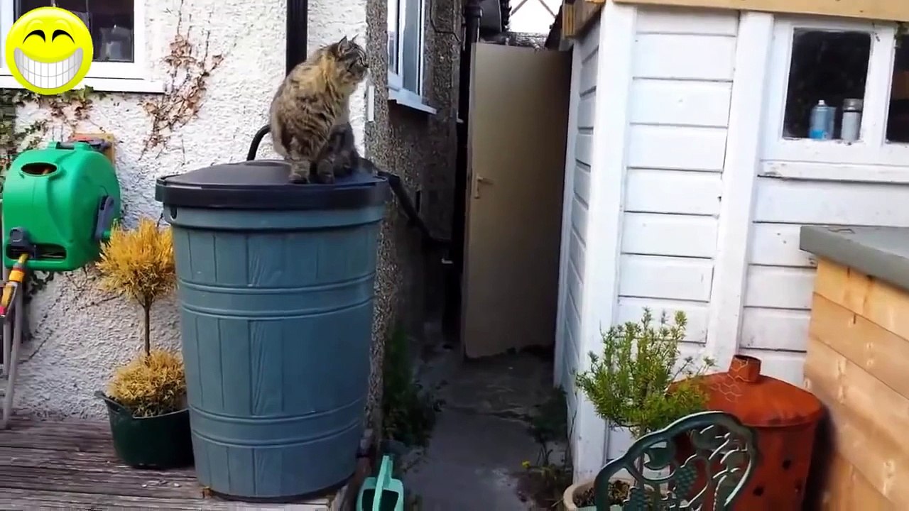 Funny Cats Compilation - Funny Videos 2014 - Funny Animals [Full Episode]