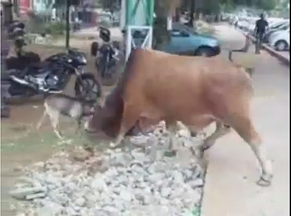 Goat vs Cow !!!