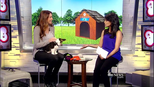 Helpful Tips for Training Your Dogs | ABC News