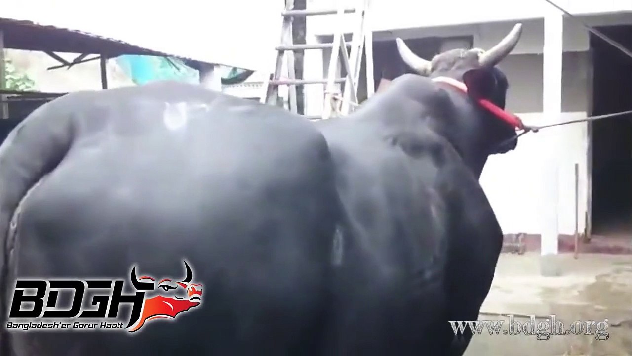 A monster in BAKRA EID