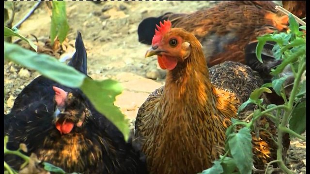 Të Paekspozuarit , Ndre Legisi: Rama të kërkojë falje publike të shkojë në zgjedhje të reja