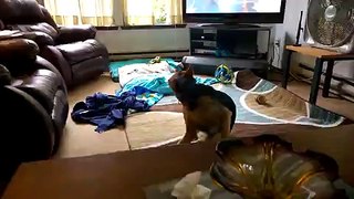 LiveLeak.com - Zoe the Puppy Gives a Happy High Five