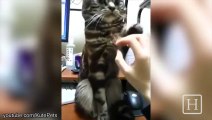When your cats reject your Caresses and goes violent! Cat Compilation