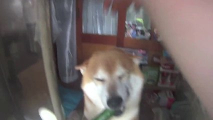 Ce chien tient une boutique au japon...