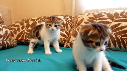 Котята-близнецы вытворяют