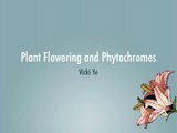 Flowering & Phytochrome